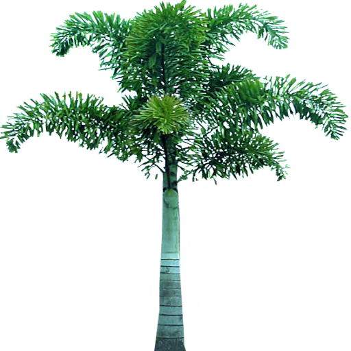 Palm Tree